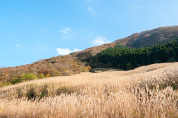 すすきの群生
