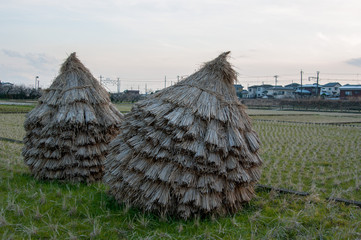 稲刈り跡