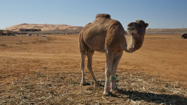 Dromedary standing in Moroccan Sahara desert with sand dunes in the background &ndash; 4K