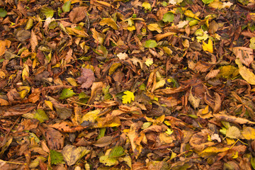 Autumn leaves.