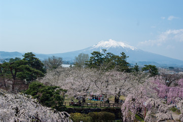 岩木山と桜