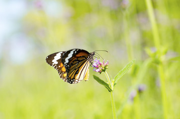 Butterfly with beautiful flowers.