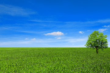 A tree among the flowering corn under the blue sky. © charmphoto