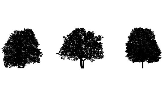 3 leafy tree silhouettes isolated on white background