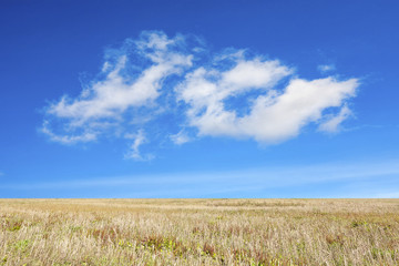 An autumn field under the blue sky, with a great feather cloud