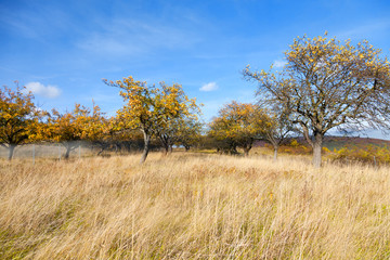 Fototapeta premium Wild orchard under the blue sky