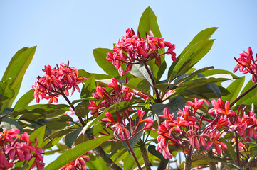 Plumeria or Frangipani, The Loas National flower.
