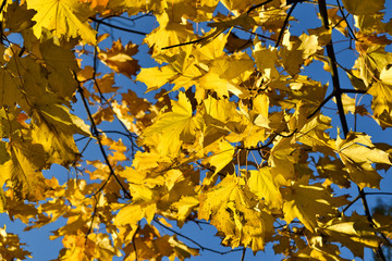 Color maple leaves and on branches. Autumn colors. Yellow, red against the blue sky