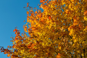Color maple leaves and on branches. Autumn colors. Yellow, red against the blue sky