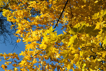 Naklejka na ściany i meble Color maple leaves and on branches. Autumn colors. Yellow, red against the blue sky