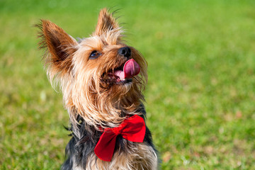 Yorkshire terrier in red bow with outstretched tongue