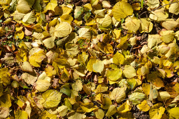 Beautiful autumn background. Yellow leaves