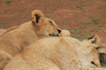 Löwe, Braun, Ohr, schlafen, Afrika, baby, fell