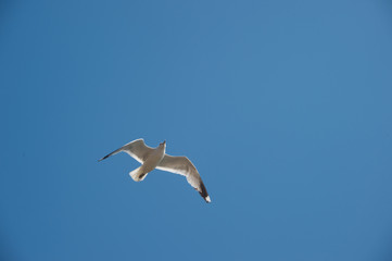 Obraz premium bird seagull sky flying blue wings animal flight