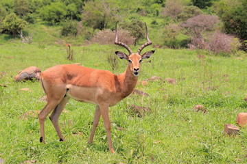 tier, antilope, deer, wild lebende tiere, natur, impala, 