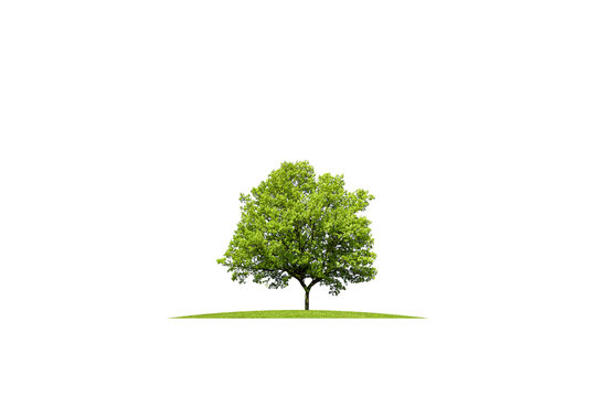 Beautiful green oak on grass, isolated on white background.