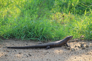 Eidechse, Reptil, Südafrika, Nationalpark, Tier