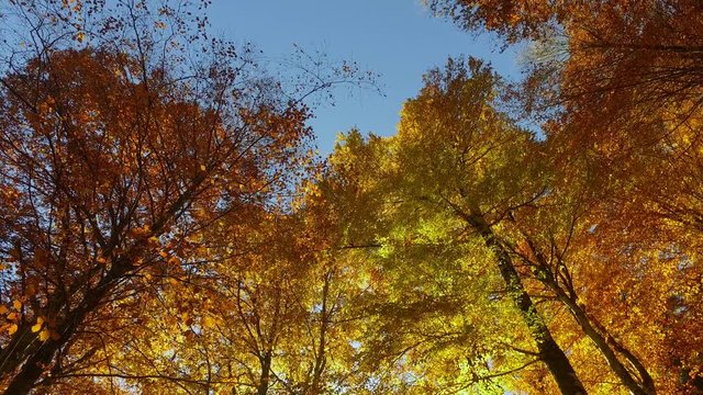 
4K - Faggeta in autunno con sole