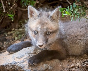 Red Fox Kit