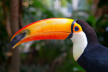 Colorful tucan