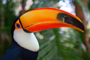 Colorful tucan