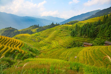Longji Rice Terraces