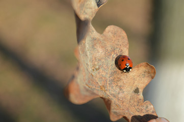 Ladybug sitting on a fall leaf in bright Sunny day.