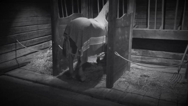 Horse standing in stall with hay in the box. Old time black and white footage.