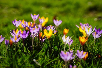 yellow and purple crocuses growing on the ground in early spring.