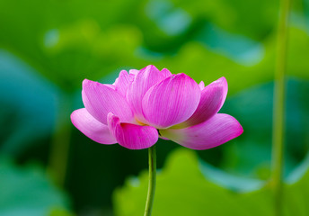 Obraz premium Lotus cultivated in water garden.