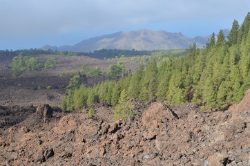 Couronne forestière qui encercle le volcan Teide, île de Ténérife, les Canaries