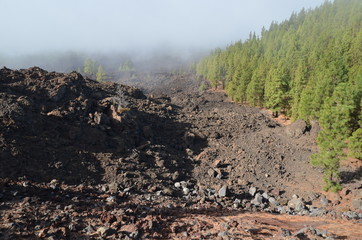 Couronne forestière qui encercle le volcan Teide, île de Ténérife, les Canaries