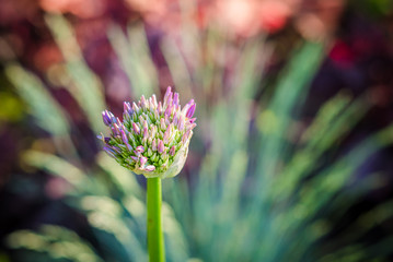 the beginning of flowering. ornamental onion.