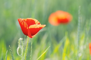 Red Poppy Flower