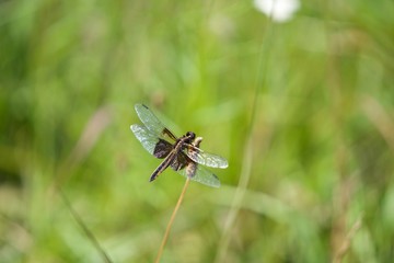 Widow Skimmer Dragonfly