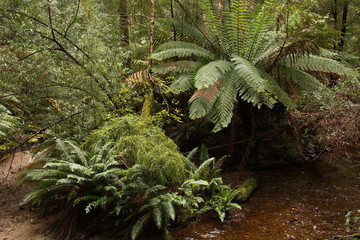 Fototapeta premium Fern plants on Hogarth Falls Walk in Tasmania 