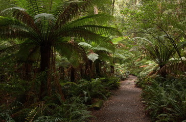 Fern plants on Hogarth Falls Walk in Tasmania
