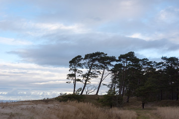 Fototapeta na wymiar Pines at Baltic sea.