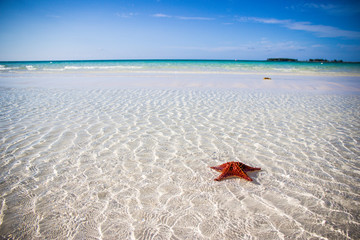 Stella marina su mare tropicale