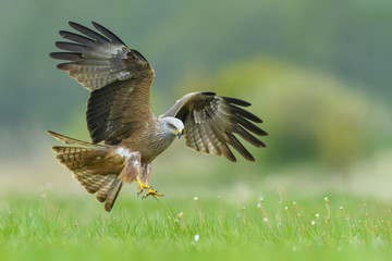 On the fly spring/Black Kite