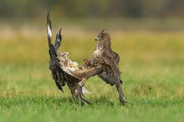 fight in the meadow / Common Buzzard