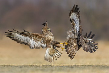 fight in the meadow / Common Buzzard