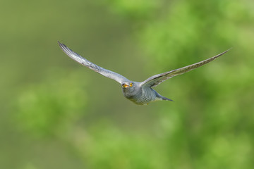 flying in the spring season/Common Cuckoo