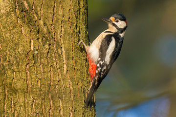 in the forest spring season/Great Spotted Woodpecker