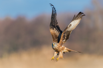 On the meadow/Red Kite