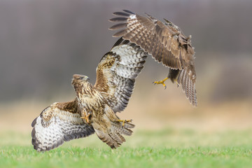fight in the meadow / Common Buzzard