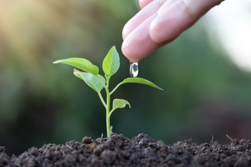Farmer's hand watering a young plant