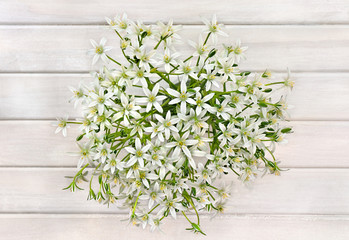 Bouquet beautiful white snowdrops (Ornithogalum umbellatum, the garden star-of-Bethlehem, grass lily, nap-at-noon) on background of white painted wooden planks. Top view, flat lay.