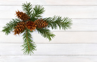 Cones and twigs pine tree (Pseudotsuga menziesii, Douglas fir, Oregon pine) on background of white...