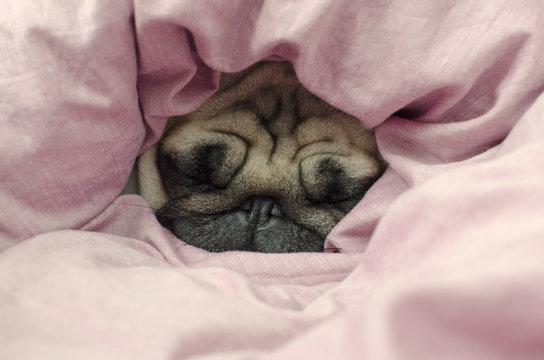 Dog Face Breed Pug Wrapped In Blanket